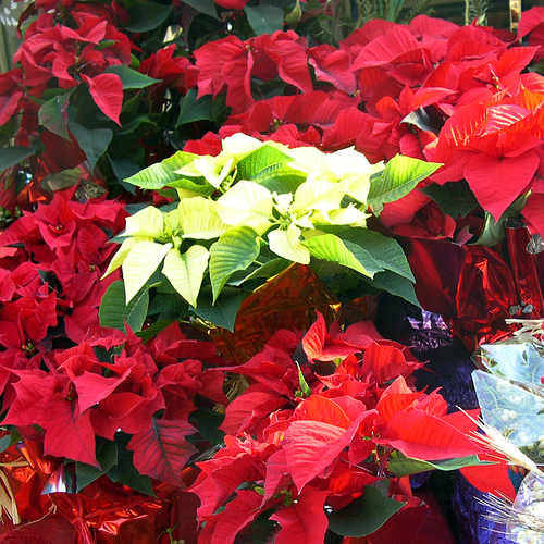 Red and White Poinsettias Red and White Poinsettias