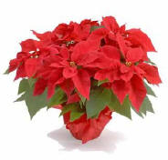 Red Poinsettia with Red Foil Pot Cover Red Poinsettia with Red Foil Pot Cover