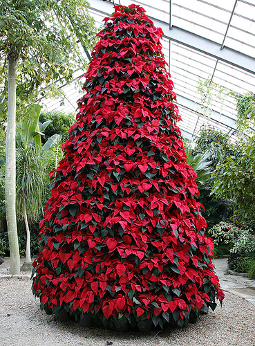 Poinsettia Christmas Tree A Tree Made With Poinsettias Will Delight Your Clients