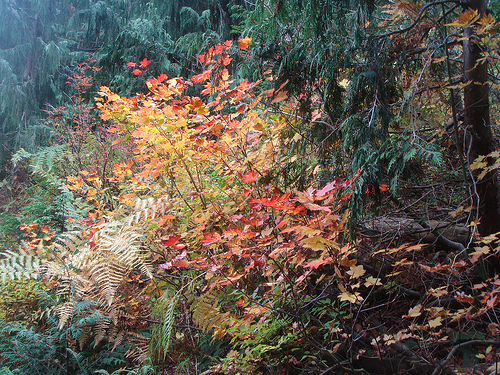 fall_snohomish_county Fall in the Pacific Northwest