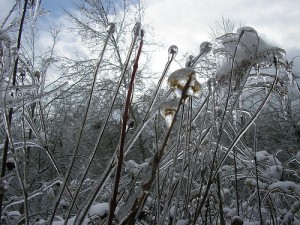 ice covered plants and branches A Frozen Landscape