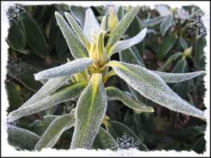 rhoddie-frost Frost covers a Rhododendron