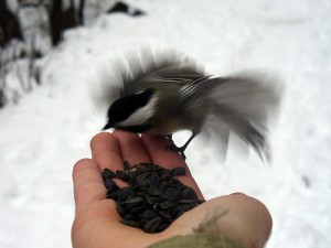 chickadee_seeds Feeding a chickadee