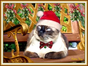 cat-santa-hat Enjoying The holidays