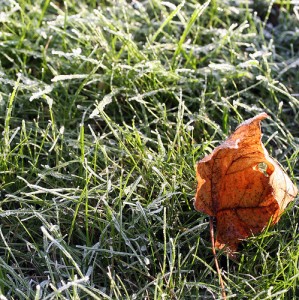frozen-grass A frost coated lawn