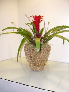 Bromeliad with spanish moss Bromeliad with spanish moss
