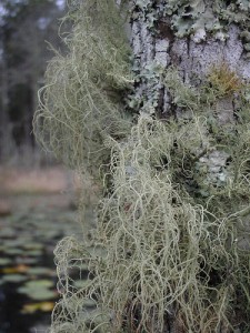 spanish-moss spanish moss hanging from trees and rocks