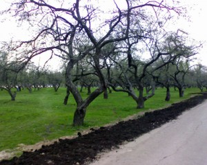 apple-trees An apple orchard in winter