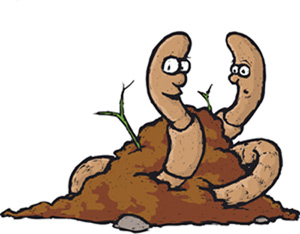 compost worms compost worms