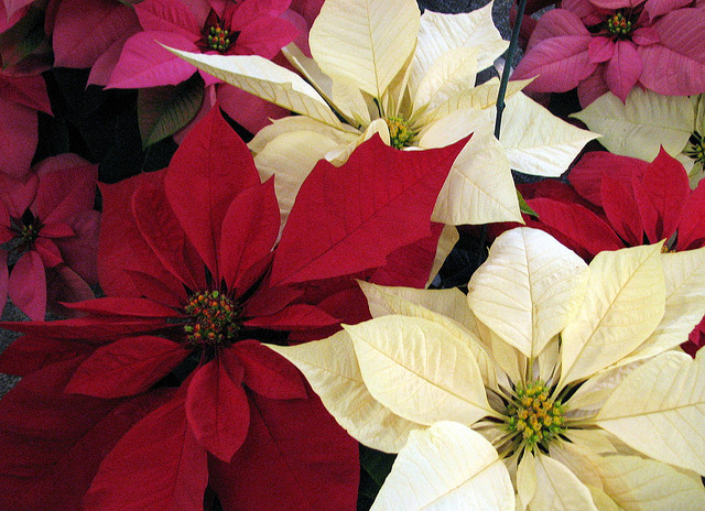 Beautiful Poinsettia Mix