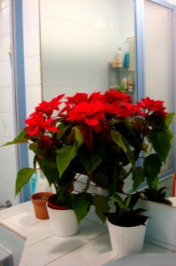 poinsettias on counter