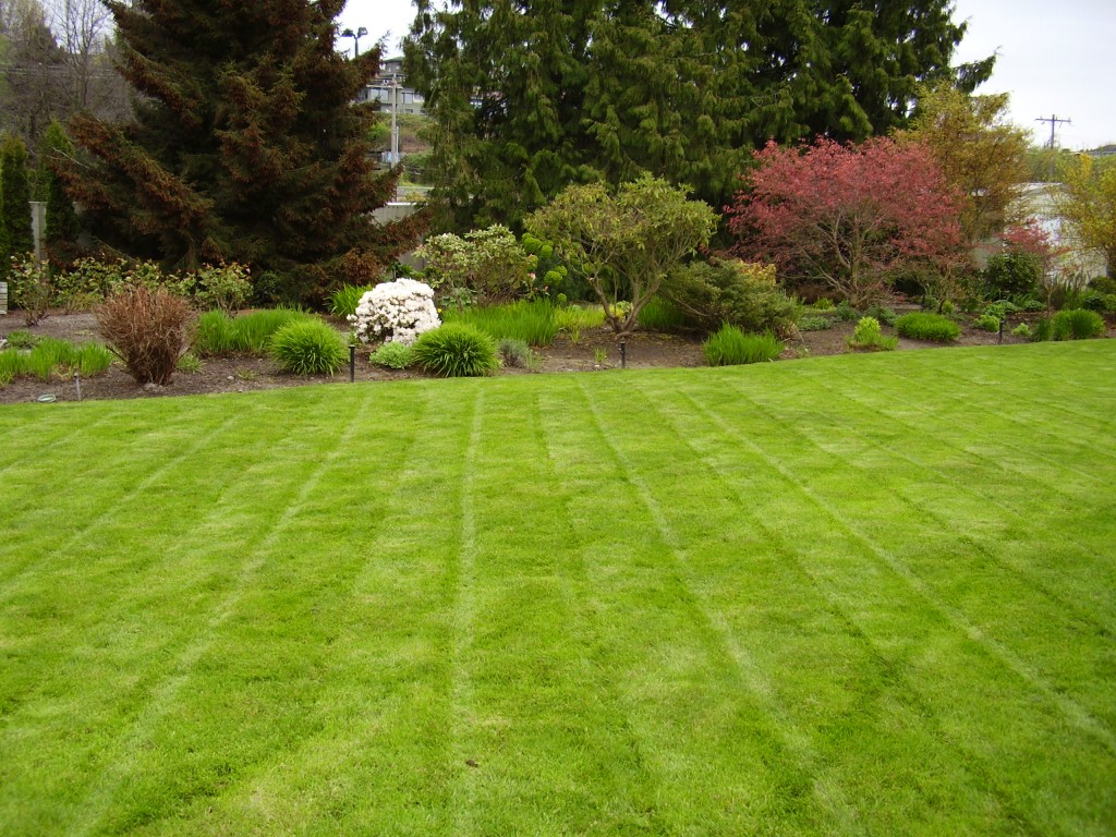 lush green turf